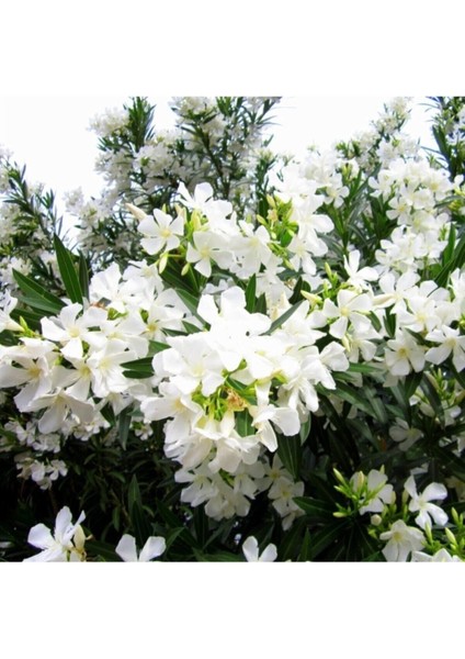 Videolu Beyaz Zakkum Çiçeği 40-70 cm Saksılı Çiçekli Bodur Bitkiler White Oleander