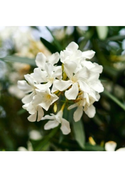 Videolu Beyaz Zakkum Çiçeği 40-70 cm Saksılı Çiçekli Bodur Bitkiler White Oleander
