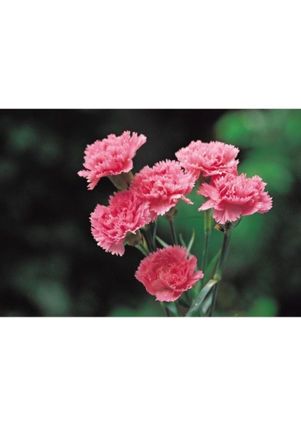Videolu 1 Adet Kokulu Pembe Karanfil Çiçeği 15-30 cm Tüplü Çiçekli Bodur Bitkiler Carnation