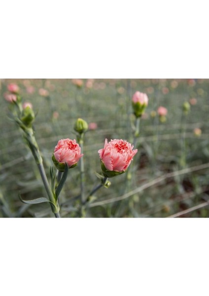 Videolu 1 Adet Kokulu Pembe Karanfil Çiçeği 15-30 cm Tüplü Çiçekli Bodur Bitkiler Carnation