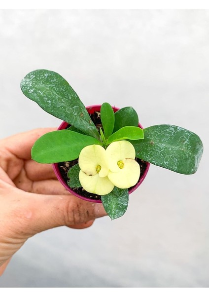 Videolu 1 Adet Mini Sarı Renkli Dikenler Tacı Çiçeği 5-15 cm Saksılı Çiçekli Bodur Euphorbia Milii