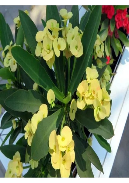 Videolu 1 Adet Mini Sarı Renkli Dikenler Tacı Çiçeği 5-15 cm Saksılı Çiçekli Bodur Euphorbia Milii