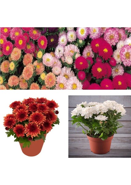 Videolu 2'li Kırmızı/beyaz Renk Kasımpatı Çiçeği 15-25 cm Saksılı Çiçekli Bodur Bitki Chrysanthemum