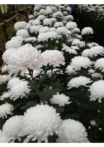 Videolu 2'li Kırmızı/beyaz Renk Kasımpatı Çiçeği 15-25 cm Saksılı Çiçekli Bodur Bitki Chrysanthemum fiyatları