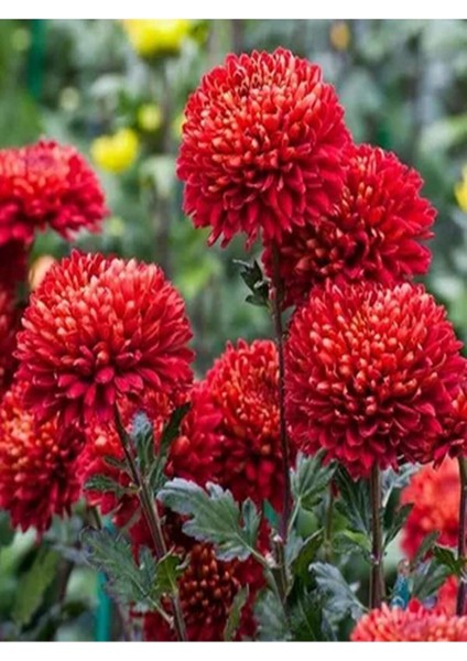 Videolu 2'li Turuncu/kırmızı Renk Kasımpatı Çiçeği 15-25 cm Saksılı Çiçekli Bodur Chrysanthemum modelleri