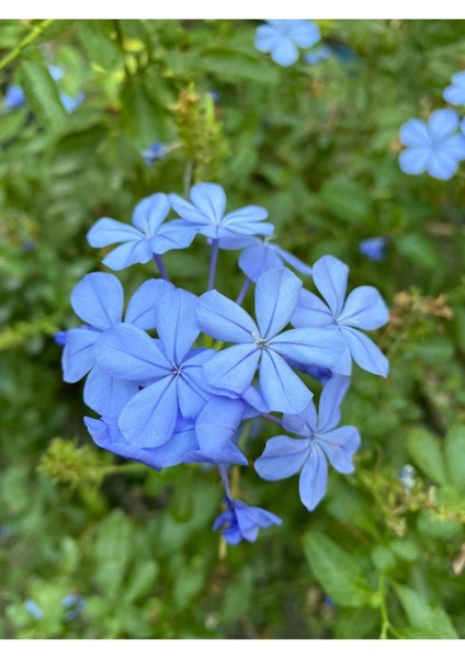 Videolu 1 Adet Zarif Görünümlü Mavi Yasemin Çiçeği 30-40 cm Tüplü Çiçekli Bodur Bitki Blue Jasminie