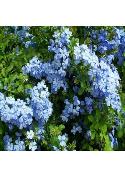 Videolu 1 Adet Zarif Görünümlü Mavi Yasemin Çiçeği 30-40 cm Tüplü Çiçekli Bodur Bitki Blue Jasminie