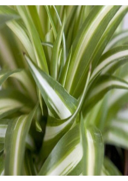 Videolu 1 Adet Kurdele Çiçeği 20-30 cm Saksılı Çiçekli Bodur Bitkiler (Chlorophytum Comosum)