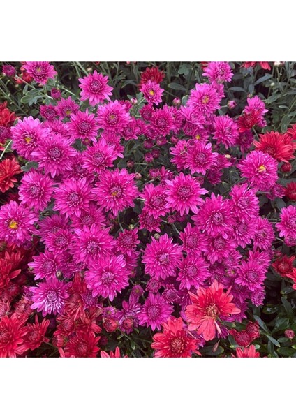 Videolu 1 Adet Pembe Renk Kasımpatı Çiçeği 15-25 cm Saksılı Çiçekli Bodur Bitkiler Chrysanthemum modelleri