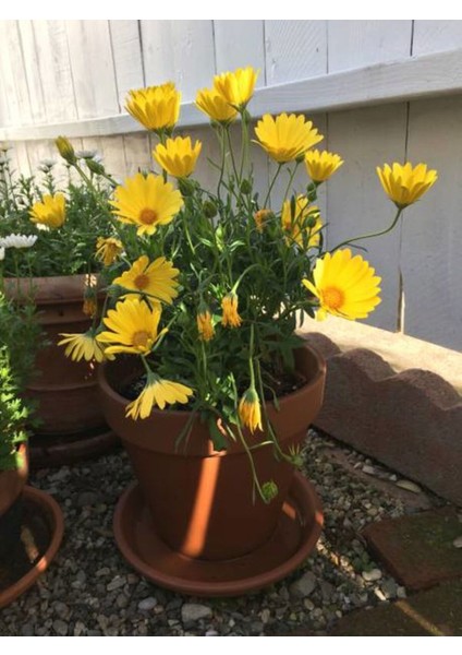 Videolu Sarı Çalı Papatyası (20 30 cm)1 Adet Tüplü Çiçekli Bodur Bitki Euryops Pectinatus