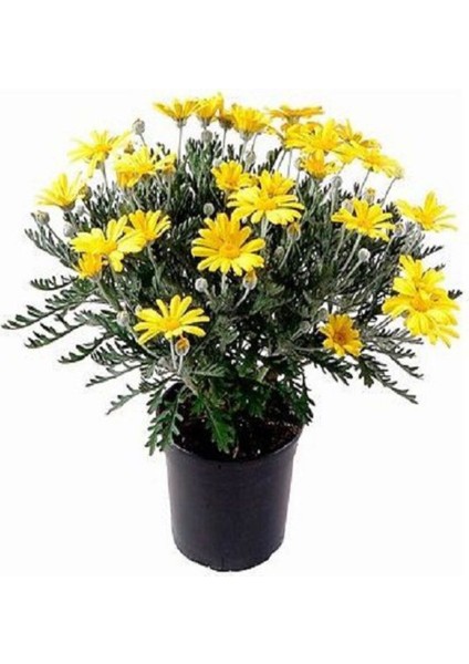 Videolu Sarı Çalı Papatyası (20 30 cm)1 Adet Tüplü Çiçekli Bodur Bitki Euryops Pectinatus
