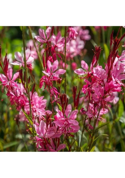 Videolu 1 Adet Pembe Renk Gaura Çiçeği Fidanı 15-45 cm Tüplü Çiçekli Bodur Bitkiler Lindheimeri