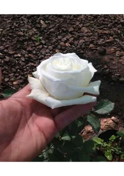 Bulgar Gülü Beyaz Çiçeği Fidanı fırsatları