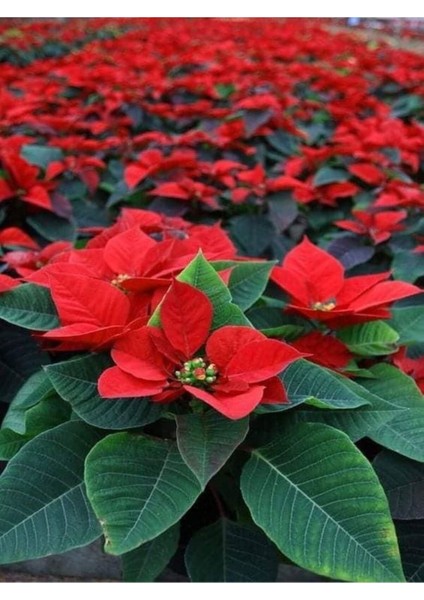 Videolu Kırmız Atatürk Çiçeği – Ponsetya 1 Adet Saksılı 40-70 cm Ofis Bitkisi (Poinsettia)