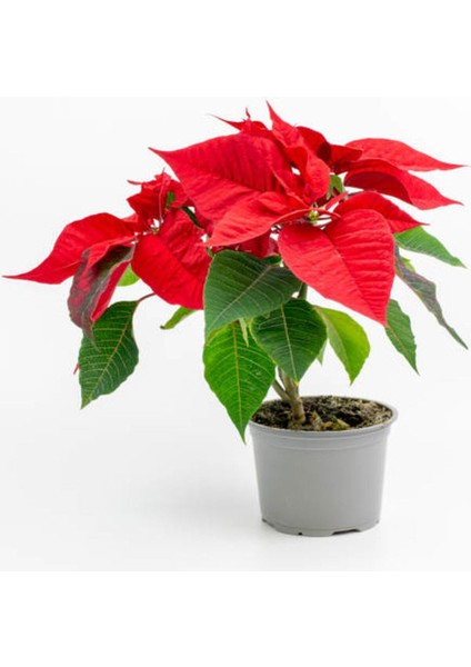 Videolu Kırmız Atatürk Çiçeği – Ponsetya 1 Adet Saksılı 40-70 cm Ofis Bitkisi (Poinsettia) modelleri