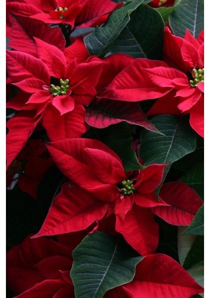 Atatürk Çiçeği Hediyelik Canlı Çiçek