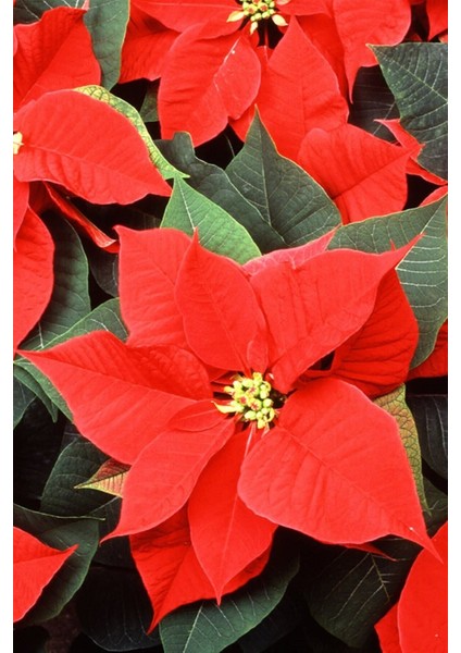 Atatürk Çiçeği Hediyelik Canlı Çiçek fiyatları