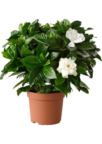 Videolu Efsane Kokulu Hediyelik 1 Adet Gardenya Çiçeği Saksılı 30-45 cm (Gardenia Flower)