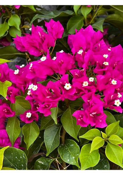 Begonvil Fidanı 40-60 cm - Fuşya Bougainvillea