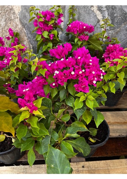 Begonvil Fidanı 40-60 cm - Fuşya Bougainvillea modelleri