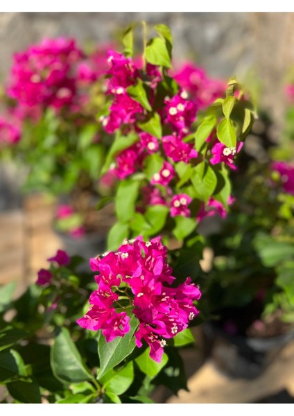 Begonvil Fidanı 40-60 cm - Fuşya Bougainvillea fırsatları