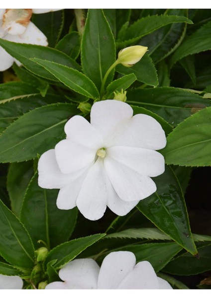 Videolu Beyaz Cam Güzeli Çiçeği Adet Saksılı 10-30 cm Yeni Gine Çiçeği (Impatiens New Guinea)