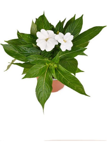 Videolu Beyaz Cam Güzeli Çiçeği Adet Saksılı 10-30 cm Yeni Gine Çiçeği (Impatiens New Guinea) fiyatları