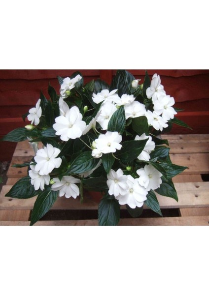 Videolu Beyaz Cam Güzeli Çiçeği Adet Saksılı 10-30 cm Yeni Gine Çiçeği (Impatiens New Guinea) indirimleri