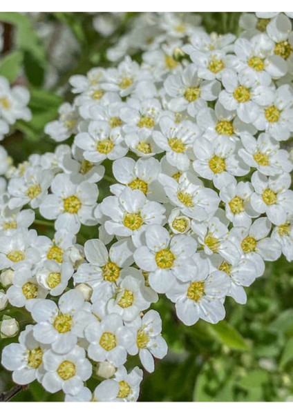 Videolu Beyaz Ispirya Çiçeği Fidan 3 Adet Saksılı/ Tüplü 50-70 cm Bahçe Bitkisi (Spirea)