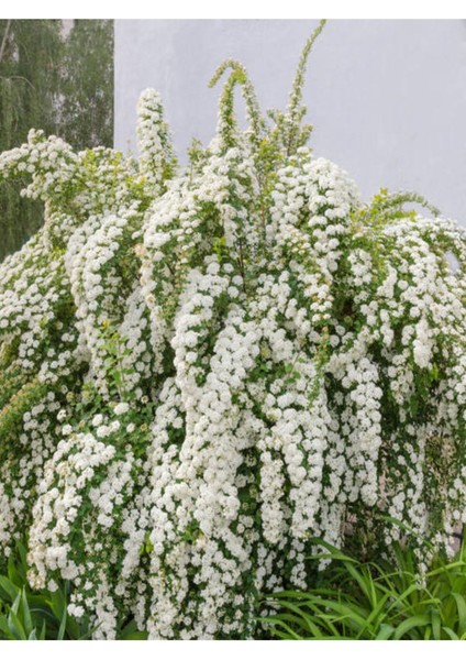 Videolu Beyaz Ispirya Çiçeği Fidan 3 Adet Saksılı/ Tüplü 50-70 cm Bahçe Bitkisi (Spirea) fiyatları