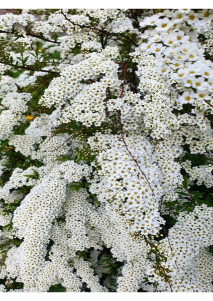 Videolu Beyaz Ispirya Çiçeği Fidan 3 Adet Saksılı/ Tüplü 50-70 cm Bahçe Bitkisi (Spirea) modelleri