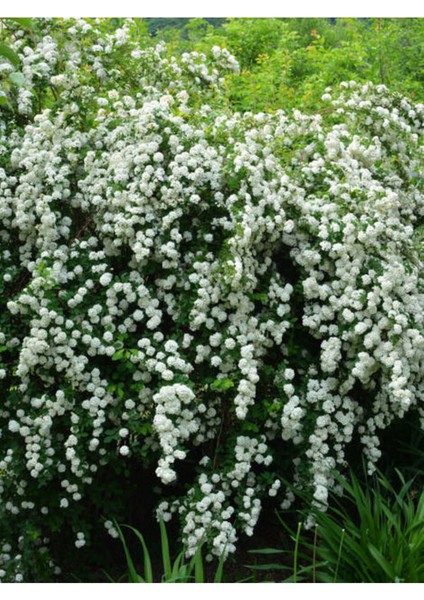 Videolu Beyaz Ispirya Çiçeği Fidan 3 Adet Saksılı/ Tüplü 50-70 cm Bahçe Bitkisi (Spirea) fırsatları