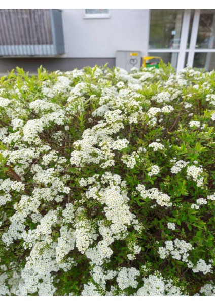 Videolu Beyaz Ispirya Çiçeği Fidan 3 Adet Saksılı/ Tüplü 50-70 cm Bahçe Bitkisi (Spirea) indirimleri