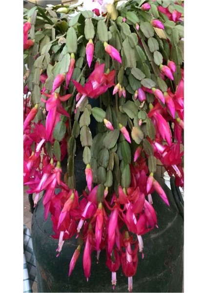 Videolu Canlı Renkli 1 Adet Yılbaşı Çiçeği Fidanı 5-20 cm Saksılı (Poinsettia) fiyatları
