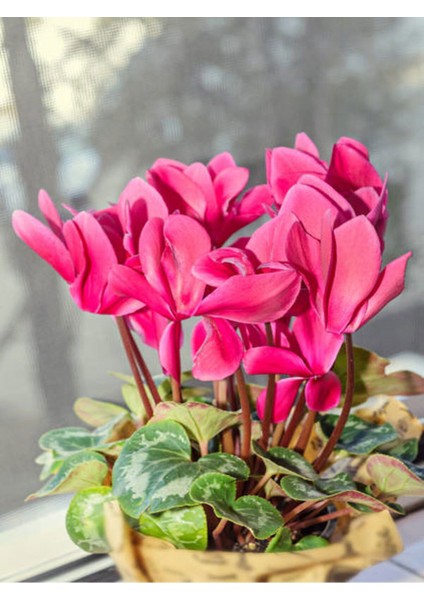 Videolu Bol Yapraklı Pembe 1 Adet Sıklamen Çiçeği Saksılı 30-55 cm (Cyclamen Flower) modelleri