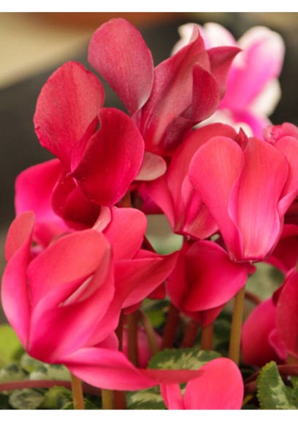 Videolu Bol Yapraklı Pembe 1 Adet Sıklamen Çiçeği Saksılı 30-55 cm (Cyclamen Flower) fırsatları