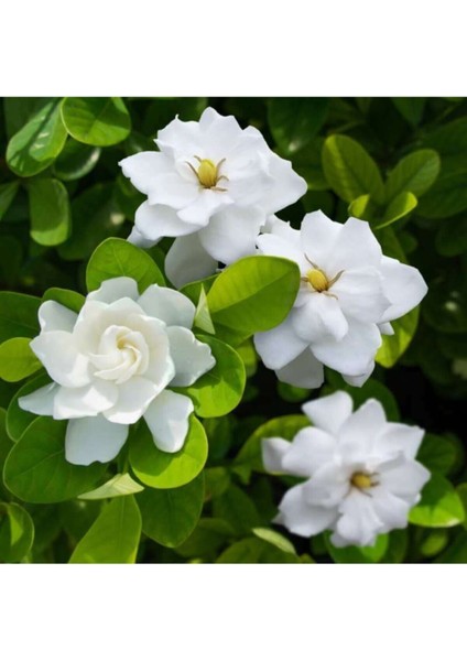 Videolu Müthiş Kokulu Salon Bitkisi Gardenya Çiçeği 1 Adet Saksılı 30-40 cm (Gardenia Flower)