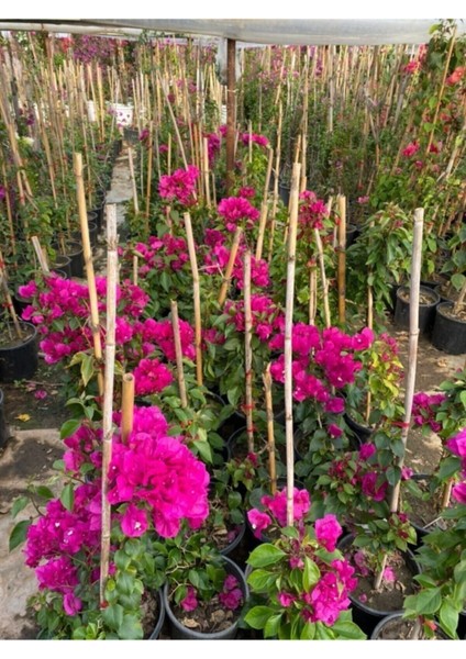 Sarmaşık Begonvil Bitkisi Bougainvillea fiyatları