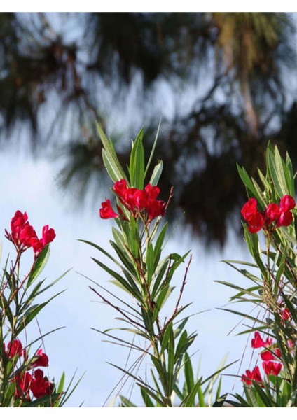 Videolu Kırmızı Zakkum (50 - 60 cm)1 Adet Saksılı Çiçekli Dış Mekan Bitkisi Nerium Oleander