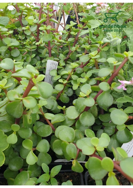 Para Çiçeği 1 Adet 8,5 Saksıda Dekoratif Canlı Bitki modelleri