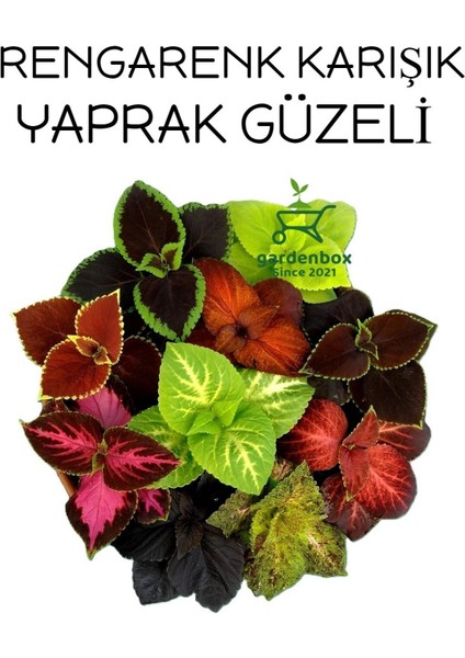 Karışık Renk Yaprak Güzeli 10 Adet Kolyos Mix (Coleus)