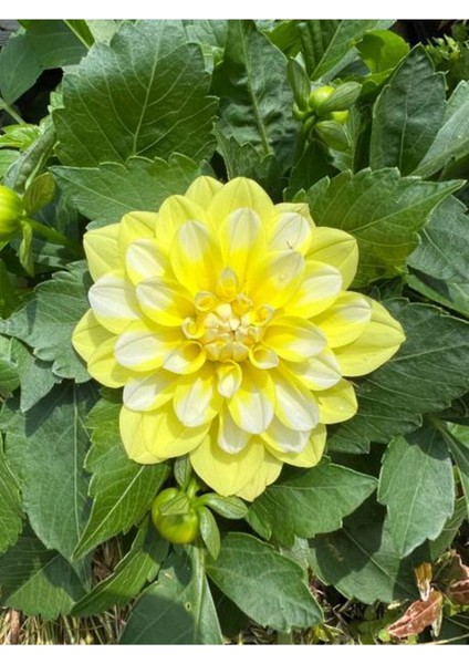 Videolu Sarı Yıldız Çiçeği Dalya Bitkisi 1 Adet Saksılı/ Tüplü 20-40 cm Bahçe Bitkisi( Dahlia)