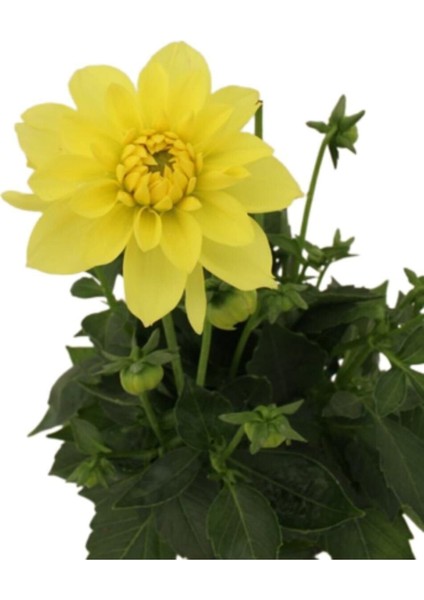 Videolu Sarı Yıldız Çiçeği Dalya Bitkisi 1 Adet Saksılı/ Tüplü 20-40 cm Bahçe Bitkisi( Dahlia)