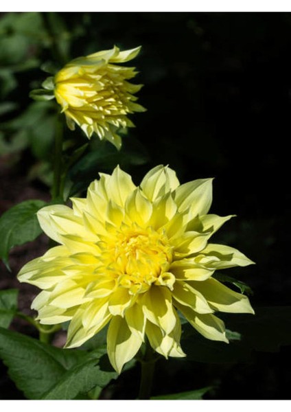 Videolu Sarı Yıldız Çiçeği Dalya Bitkisi 1 Adet Saksılı/ Tüplü 20-40 cm Bahçe Bitkisi( Dahlia)