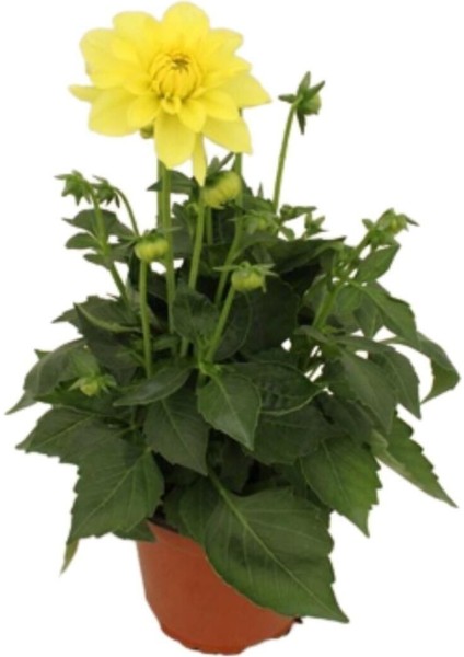 Videolu Sarı Yıldız Çiçeği Dalya Bitkisi 1 Adet Saksılı/ Tüplü 20-40 cm Bahçe Bitkisi( Dahlia)