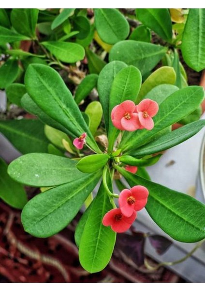Videolu Pembe Çiçekli Milli Dikenler Tacı Mini 1 Adet Saksıda 5-10 cm Salon Bitkisi (Euphorbia)