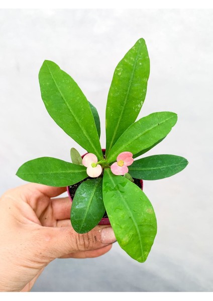 Videolu Pembe Çiçekli Milli Dikenler Tacı Mini 1 Adet Saksıda 5-10 cm Salon Bitkisi (Euphorbia) fiyatları