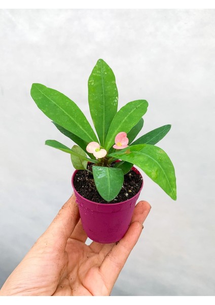 Videolu Pembe Çiçekli Milli Dikenler Tacı Mini 1 Adet Saksıda 5-10 cm Salon Bitkisi (Euphorbia) modelleri