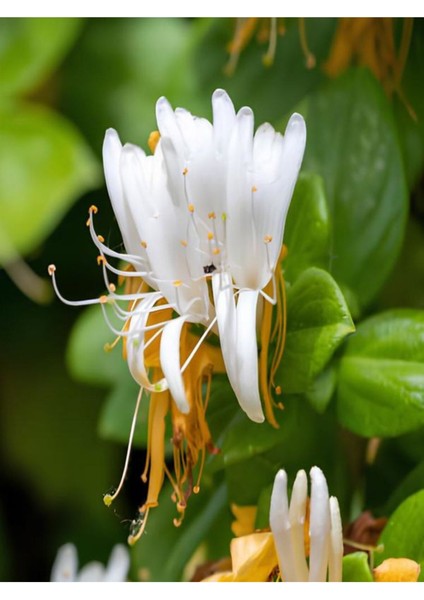 Videolu Yoğun Kokulu Sarı Beyaz Hanımeli Çiçeği 1 Adet Saksılı/ Tüplü 100-120 cm (Lonicera Japonica)