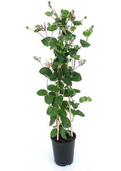 Videolu Yoğun Kokulu Sarı Beyaz Hanımeli Çiçeği 1 Adet Saksılı/ Tüplü 100-120 cm (Lonicera Japonica) fırsatları